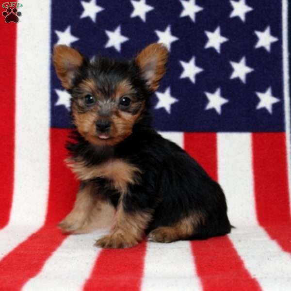 Donny, Yorkie Puppy
